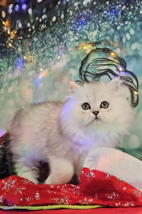 Британски дългокосмести котенца