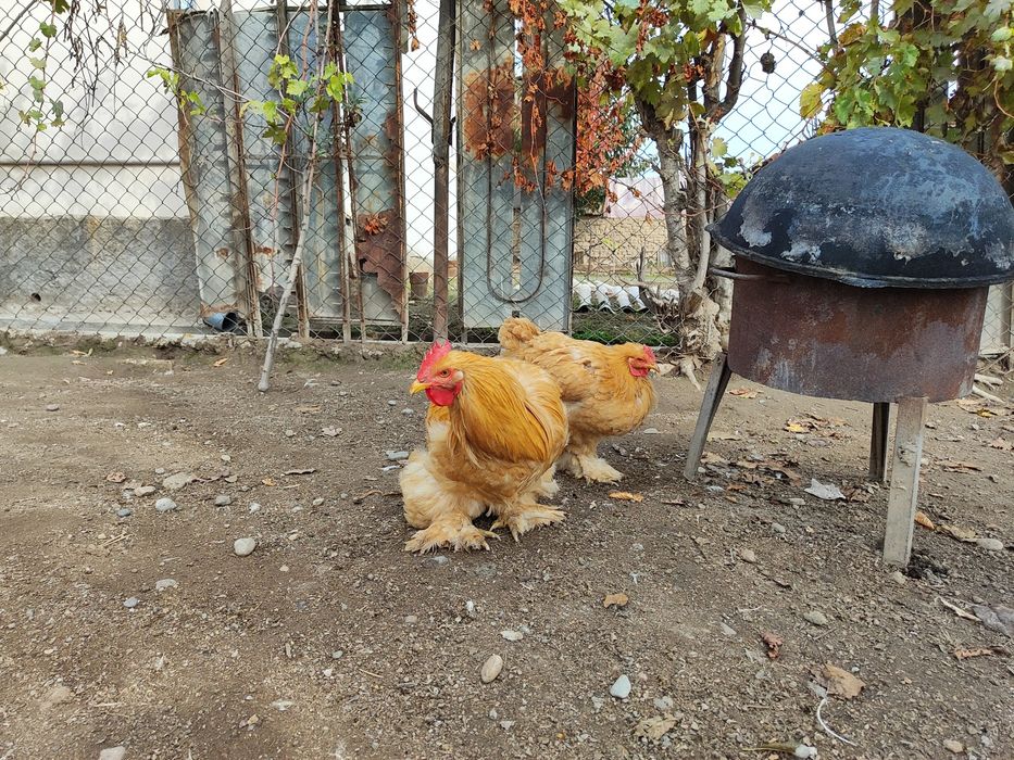 Paleviy Kox Tovuq Sotiladi  Палевый Кох Товук, Сотилади