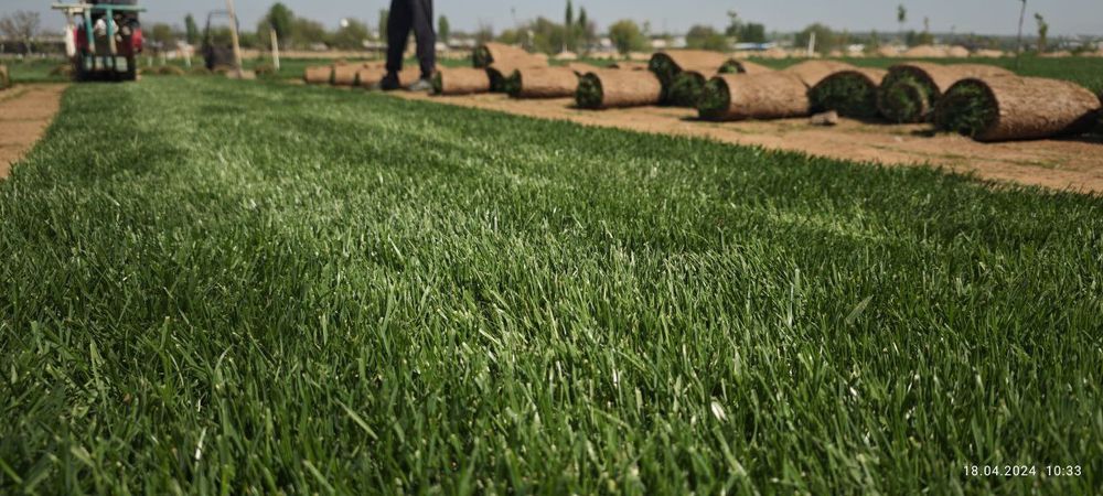 Газоны рулонные, поливная система, ландшафтный дизайн