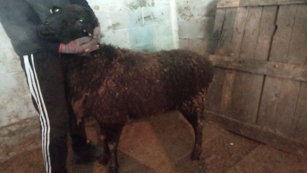 Қой сатамын. Продам баран.