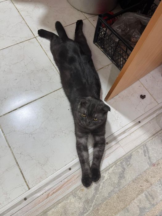 Шотландский котик