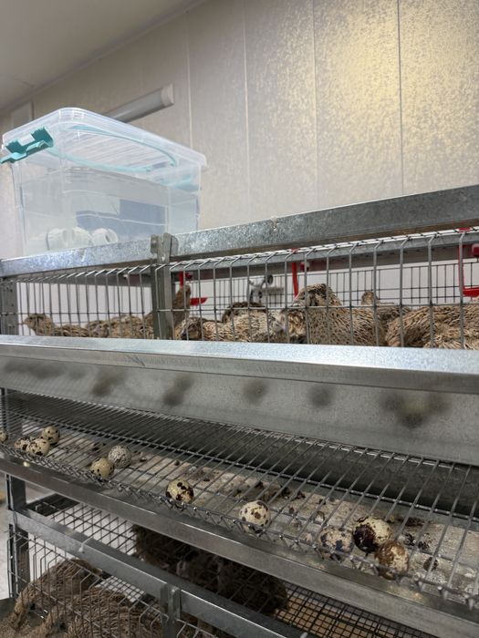 Qafas Bedana, jo’jalar uchun