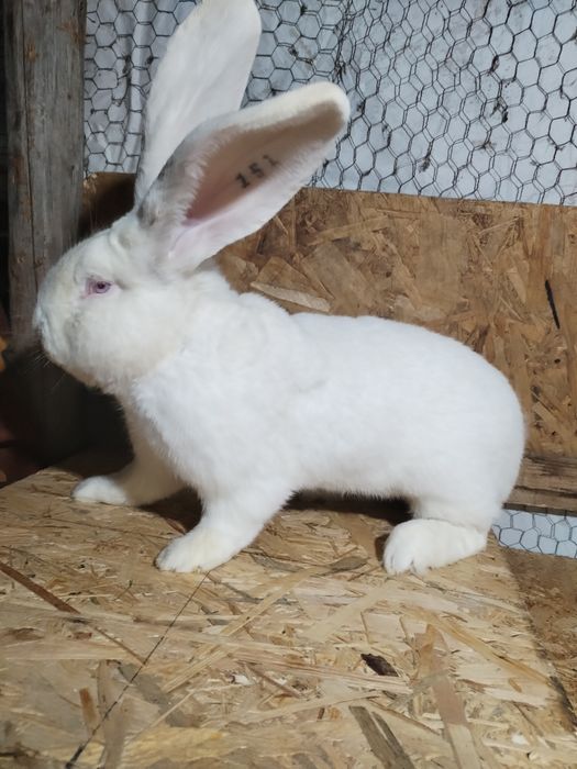 Mascul uriaș german alb