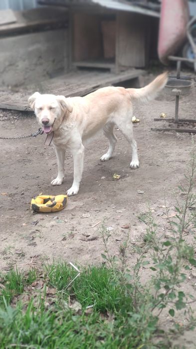 Лабрадор , с документами