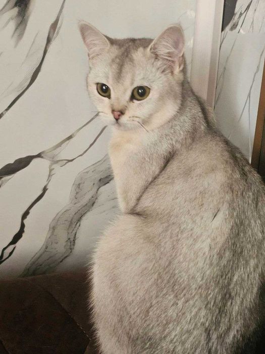 Mushuklar shinshila F1