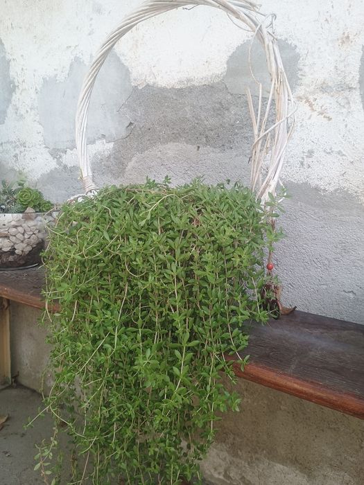 Aranjamente florale de exterior cu plante suculente