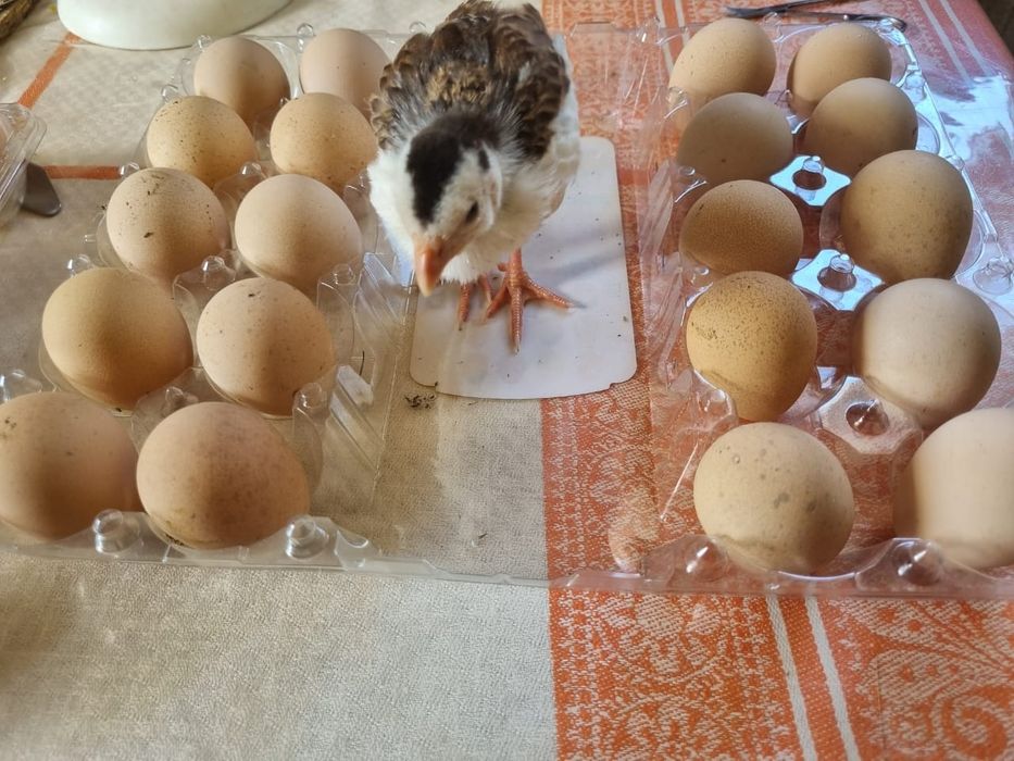 Продам инкубационные яйца
