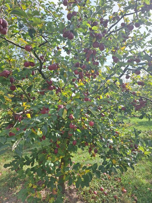 Suc de mere 100% natural