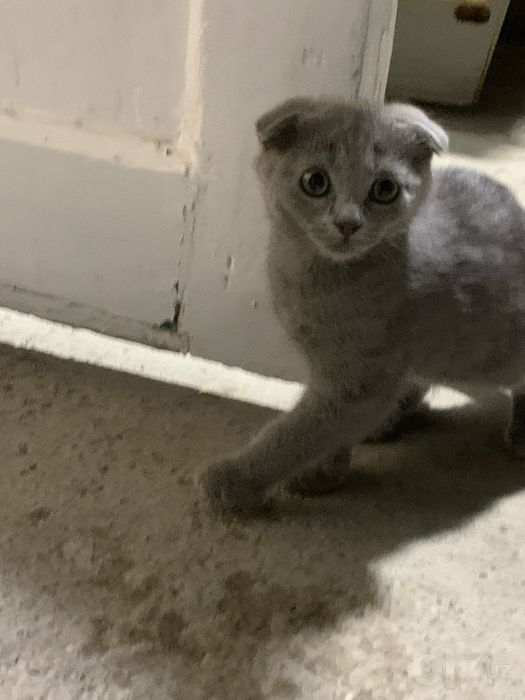Продаются 4 котёнка, возраст 2 месяца.