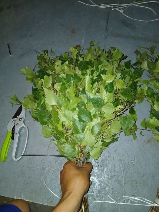 Продам банный берёзовый веник