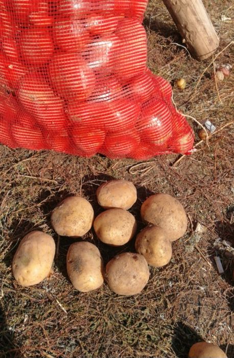 Продам семена гала 200тг