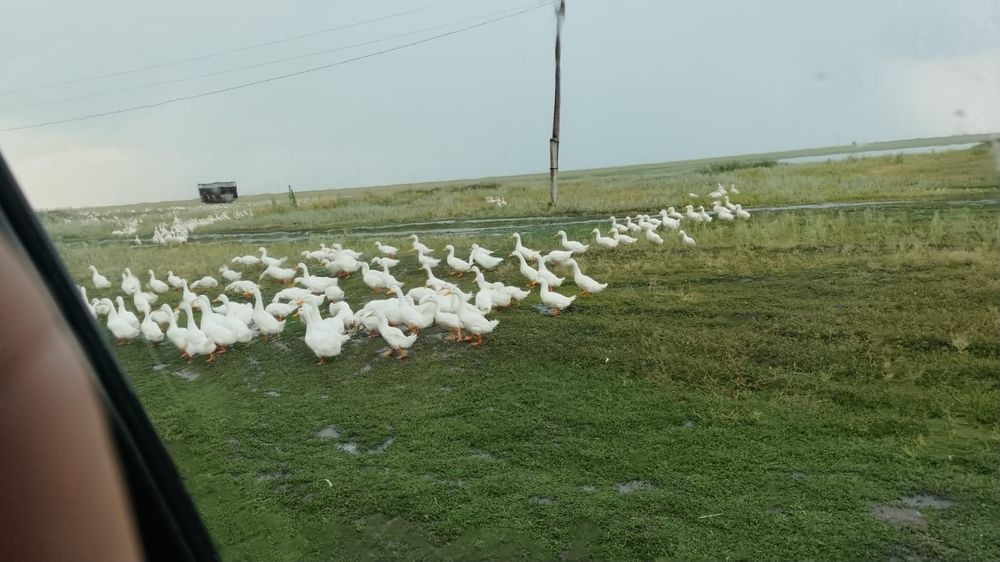 Свежее мясо домашней утки, бройлера