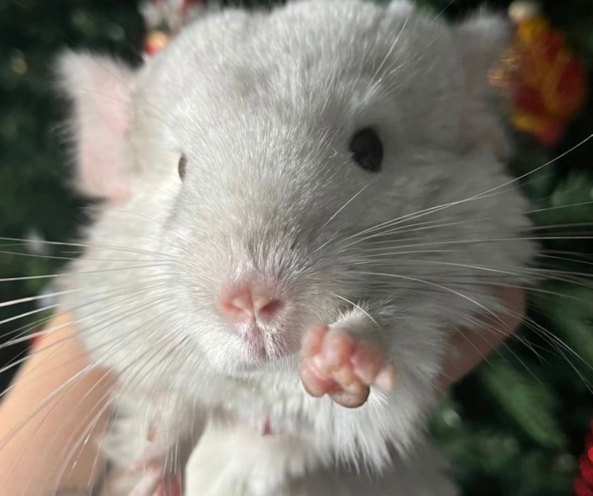 Продам Шиншилл!