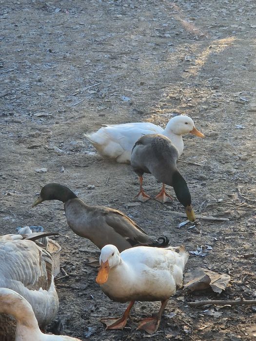 Vand ratoi de rate indiene