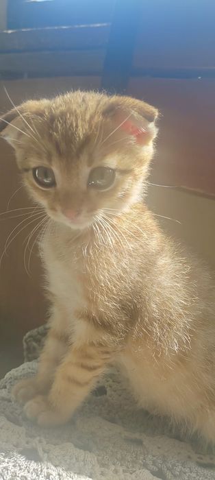 Отдам котят 2 мес