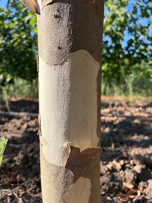 Platanus acerifolia x hybrida - platan