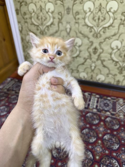 Котенок мальчик рыжий рожден от сиамской кошки