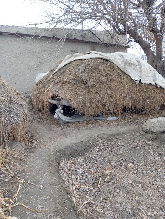 Мол авкоти ут хашак