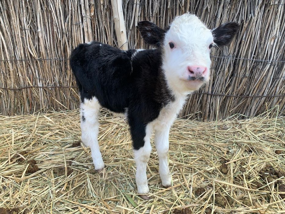 Бұзаулы сиыр сатылады