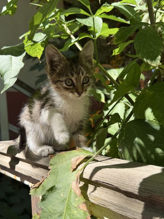 Отдам котенка найденыша