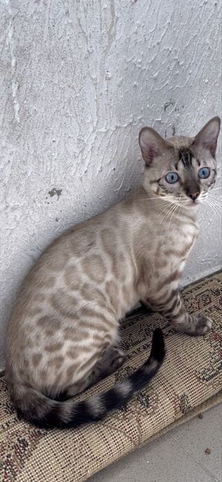 Вязка снежный бенгал кот