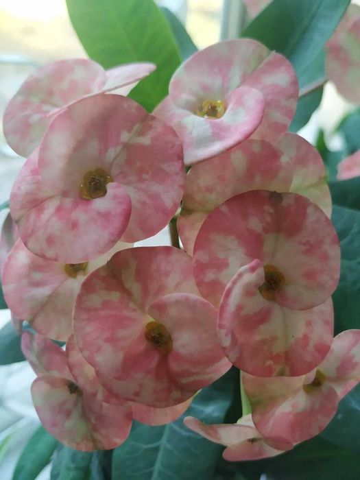 Эуфорбия молочай продам.