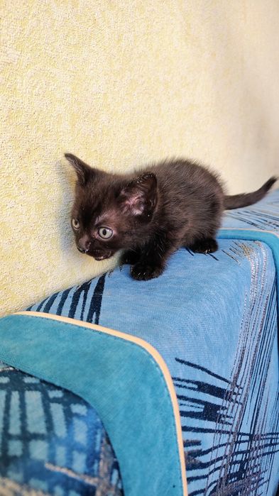 Котята,к лотку приучены