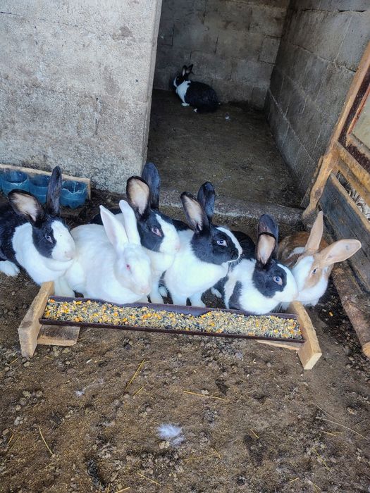 Uriaș German, Uriaș de Transilvania, Hycole francez și Rex pitic