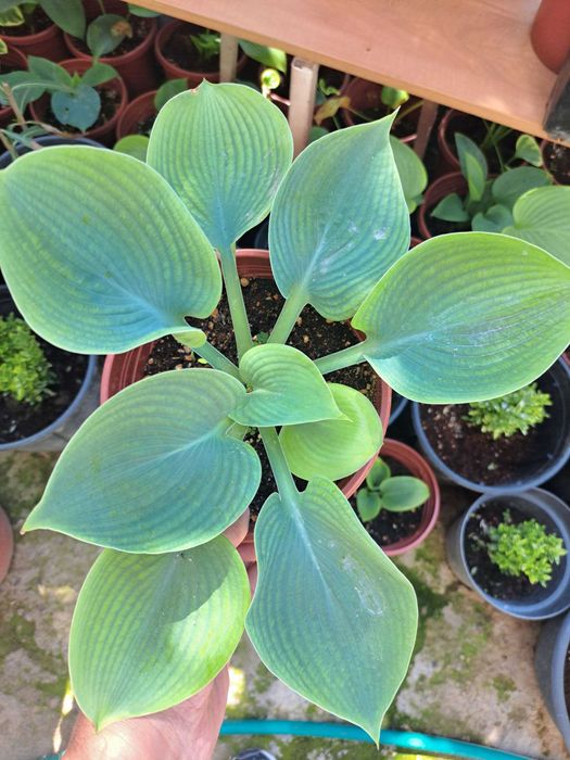 Хоста (лат. Hosta) — «королево тени»