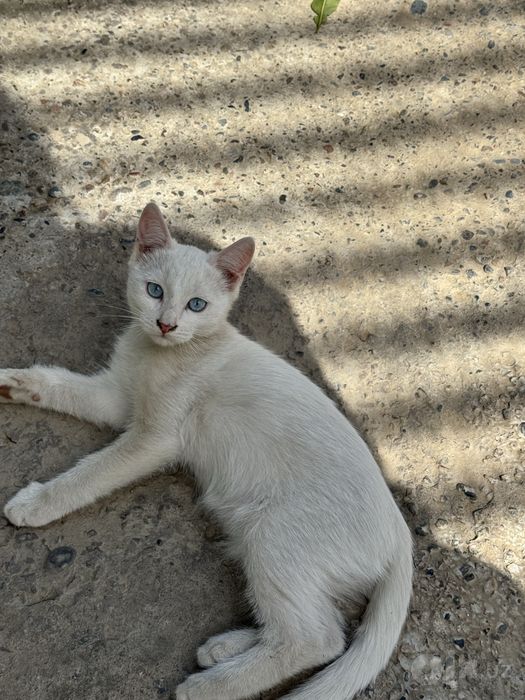 Милая кошечка скоттиш-страйт, 4 месяца