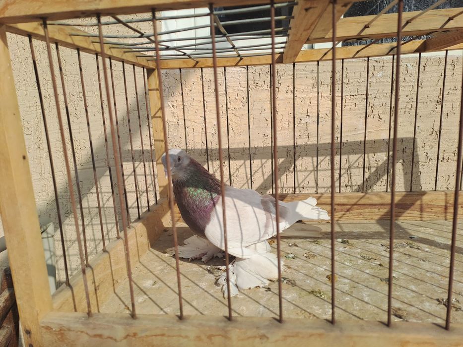 Голубь молодой ,на гребле