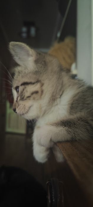 Котенок  девочка