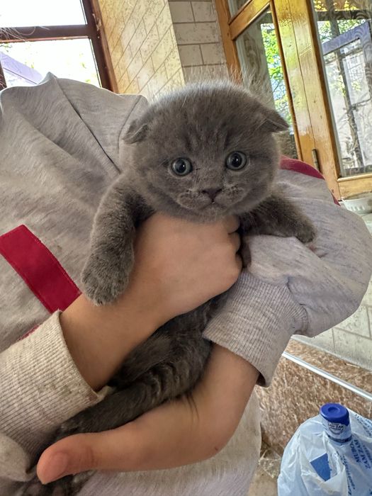 Вислоухие британские котята