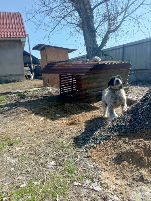 Дратхаары кобель и сука