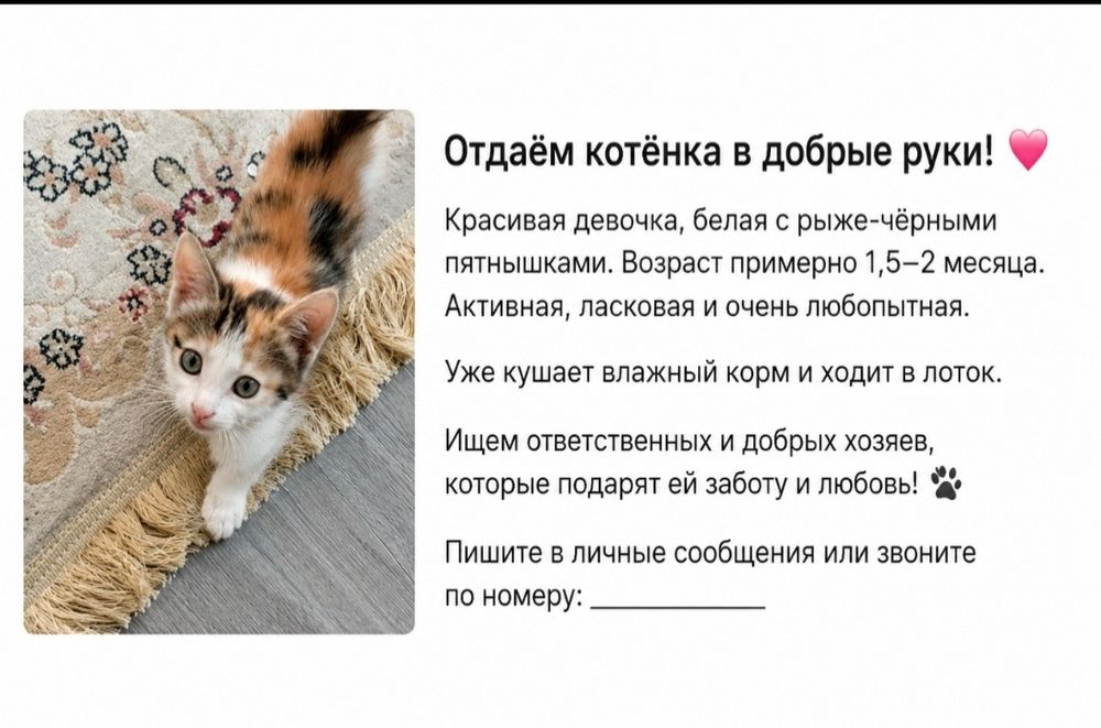 Отдам котенка в хорошие руки