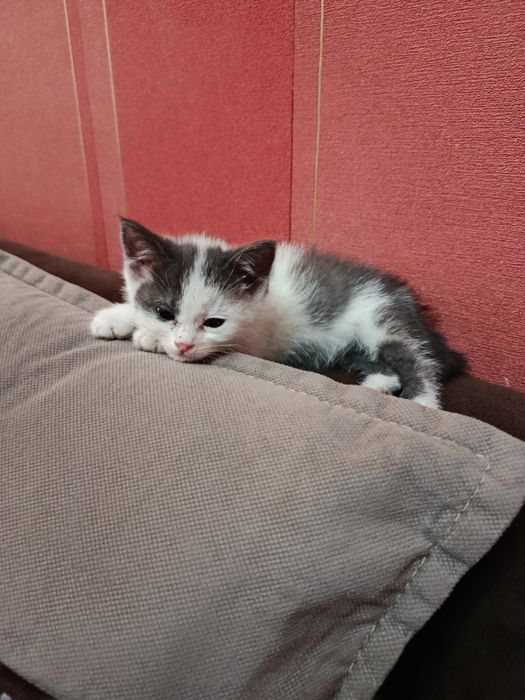 Катёнак 1месец пристраивается