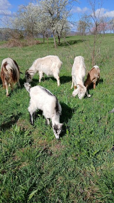 Vand capre sau schimb