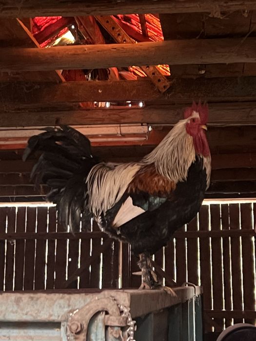 Vand cocodi si ratoi diferite rase