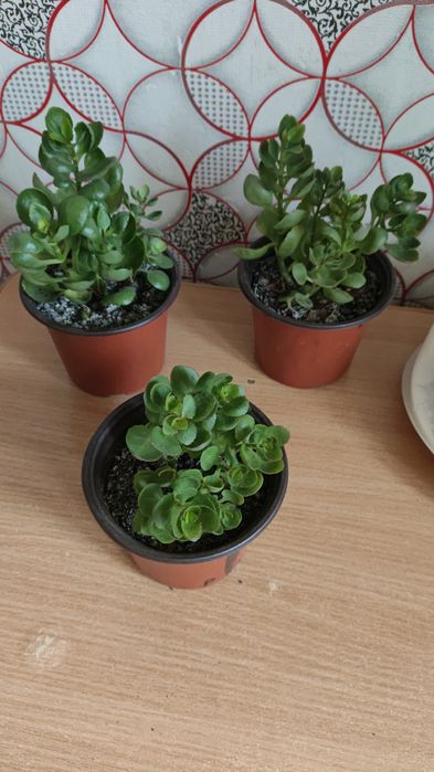 Продам каланхоэ декоративный