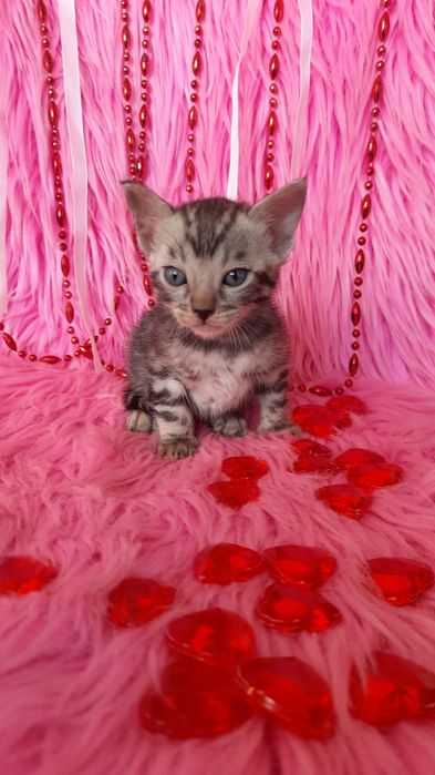 Бенгальская девочка