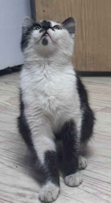 Животные кошки,котята