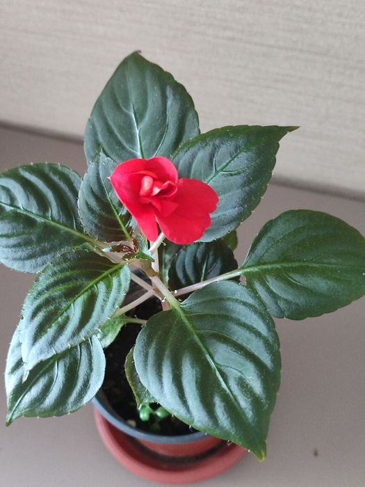 Бальзамин махровый.