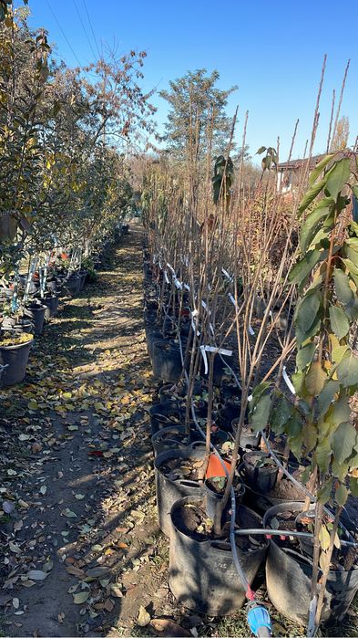 Pomi fructiferi la ghiveci pe rod