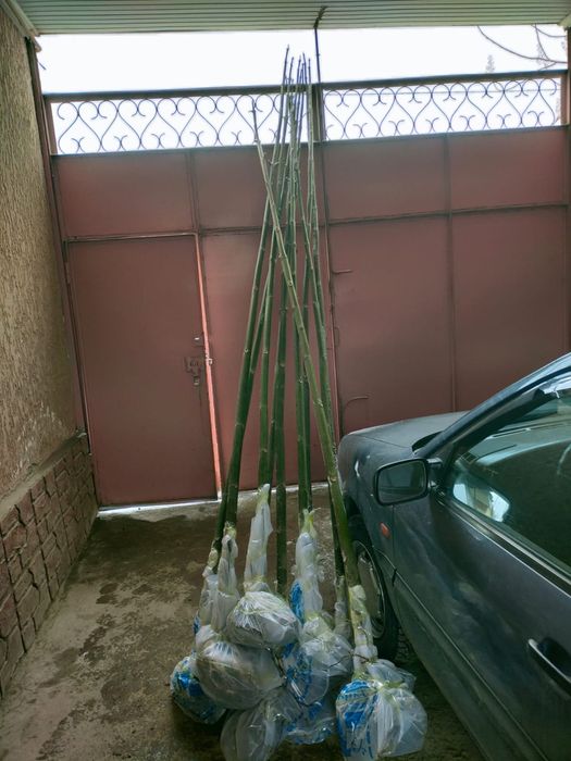 Павловния көшеттері павлония