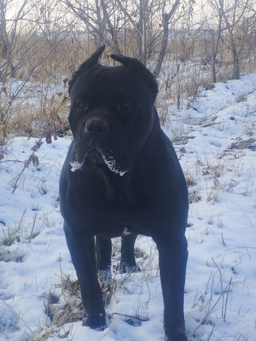 Вязка Кане Корсо