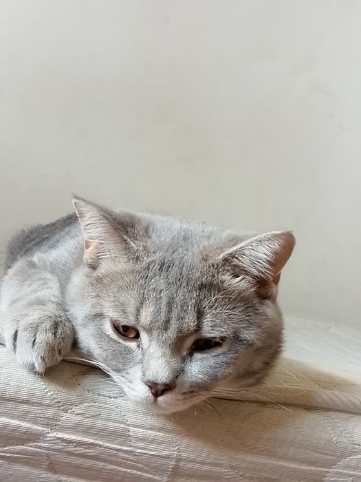 Продам британский