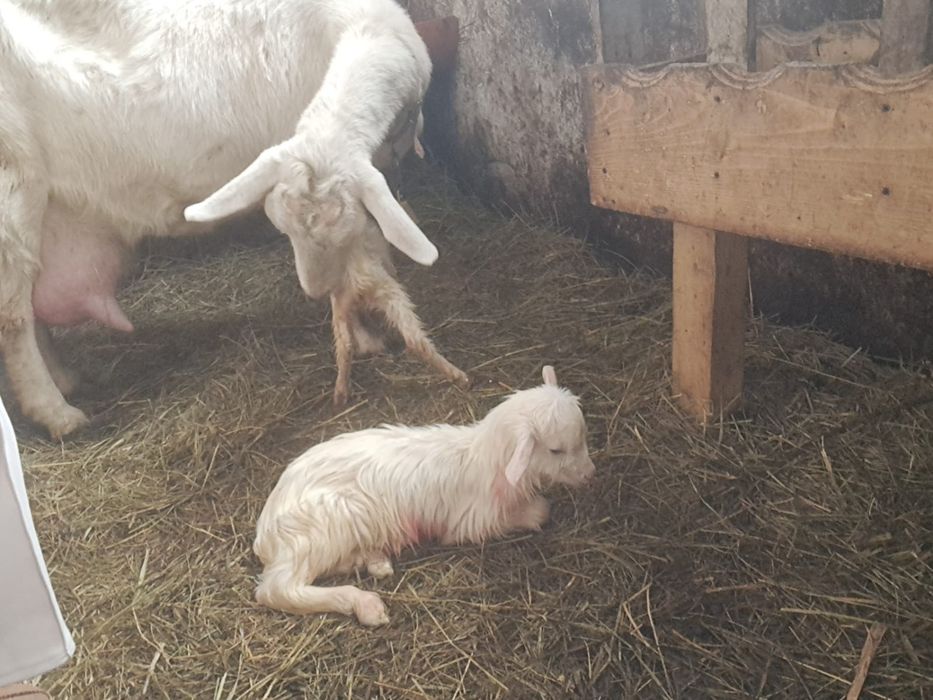 Vând lapte proaspăt de capra 16 lei litru