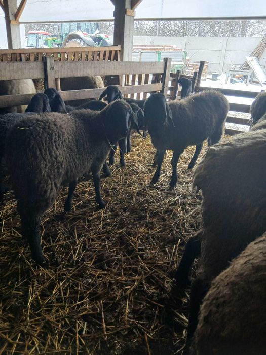 Mielute și berbecuți carabase