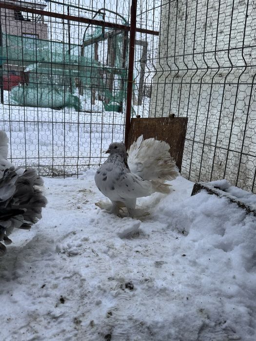 Vand porumbei Voltati Indieni