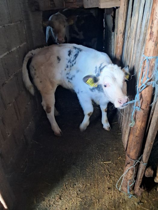 Vând vitel de carne!